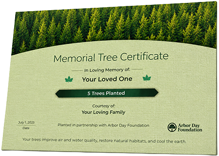 Plant Trees in Memory of Margaret Curenton